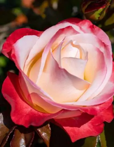 Gartenbaugruppe Würzburg – Edelrose Nostalgie