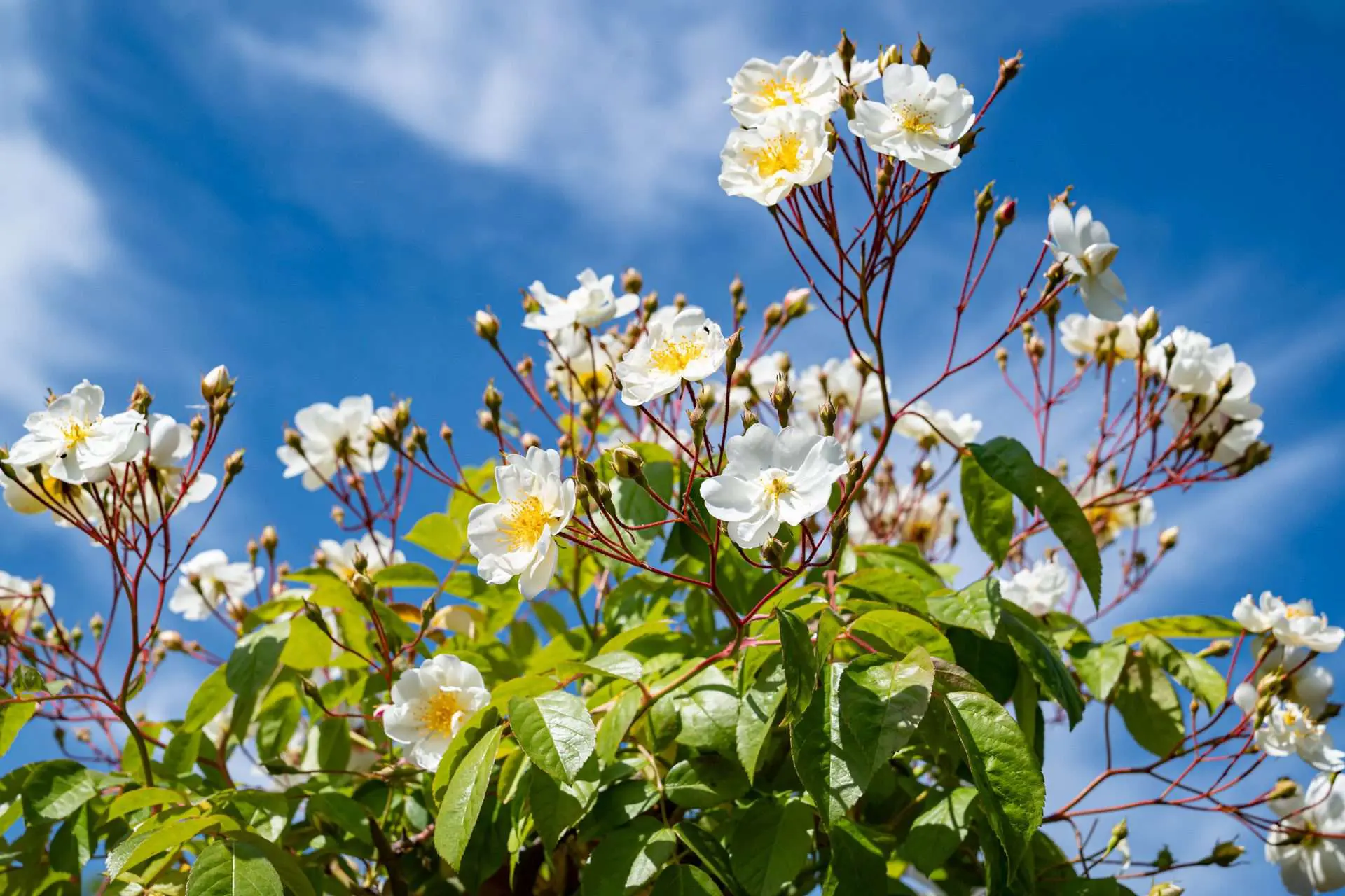 Gartenbaugruppe Würzburg – Rambler Rose 