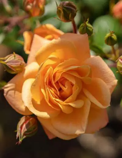 Gartenbaugruppe Würzburg – Zwergrose "Apricot Clementine"