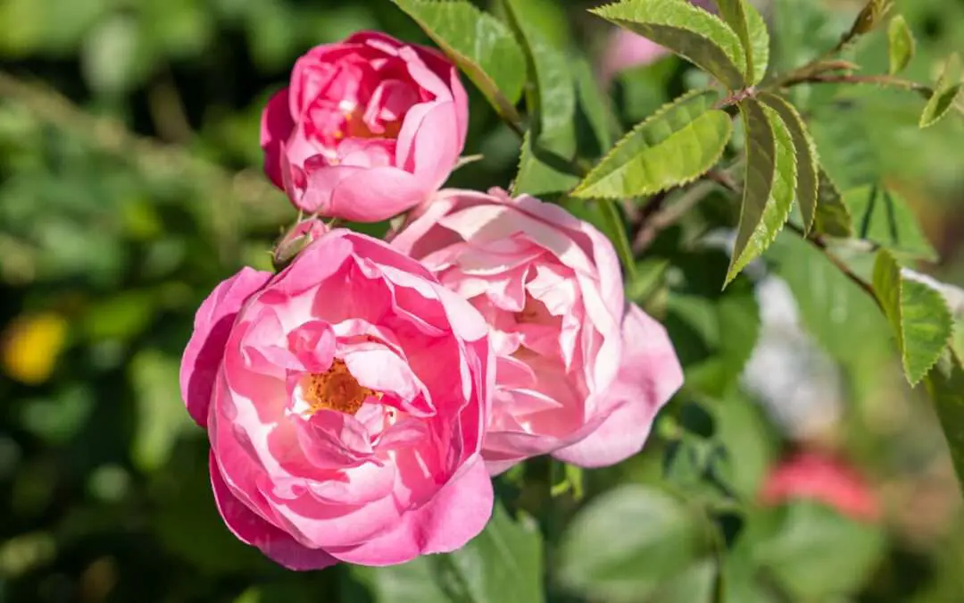 Rosen schneiden und pflegen