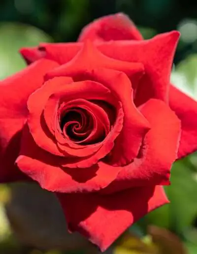 Gartenbaugruppe Würzburg – Edelrose "Duftzauber 84" in Rot