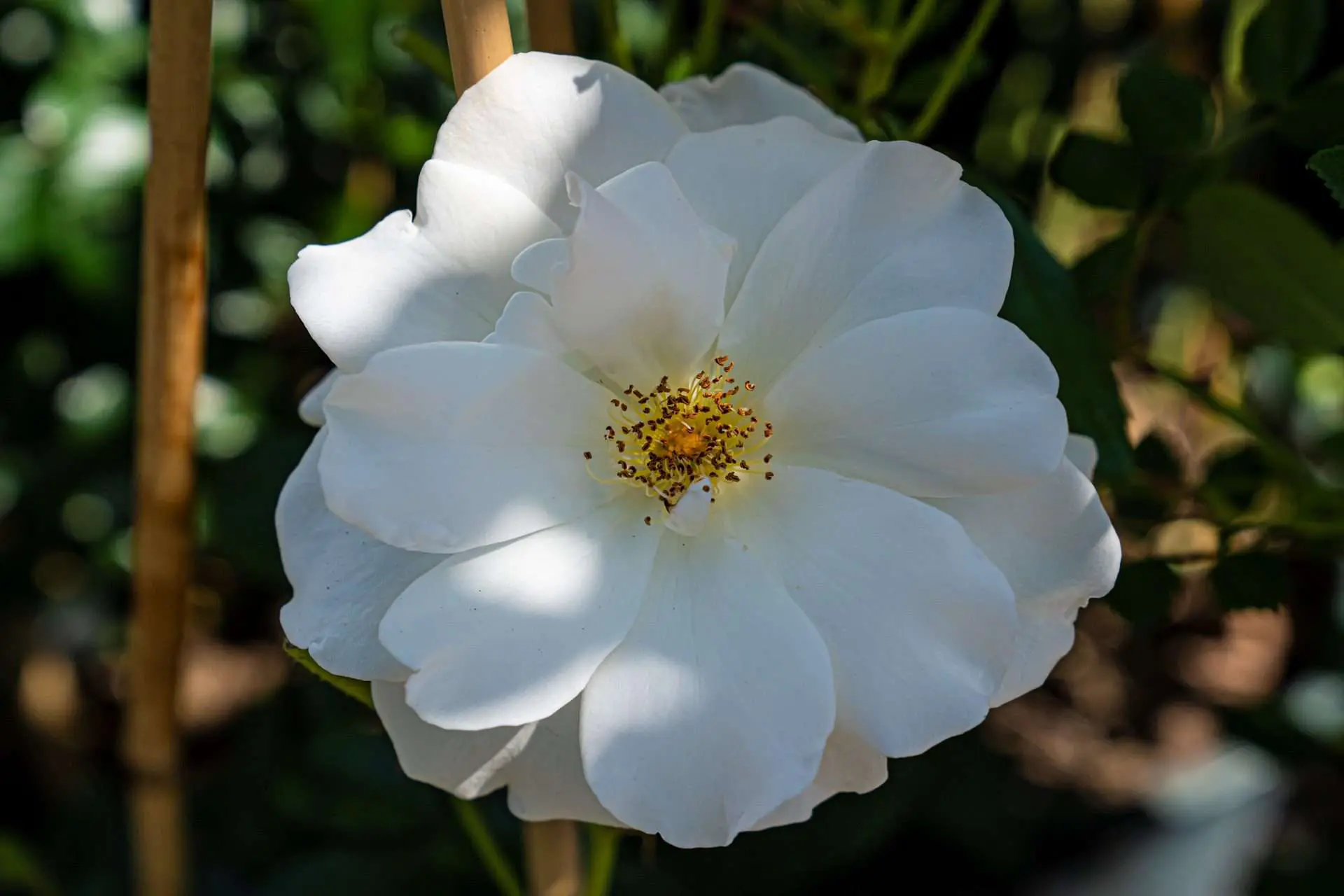 Gartenbaugruppe Würzburg – Strauchrose 