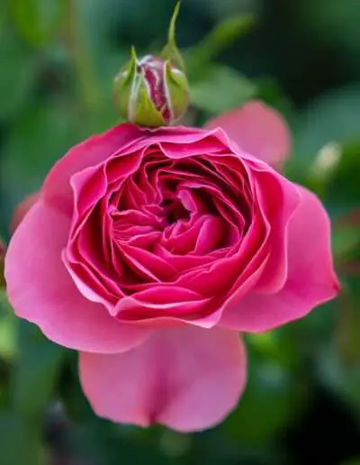 Gartenbaugruppe Würzburg – Kletterrose "Rosanna" Pink