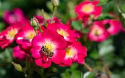 Nachhaltige Rosen im Garten