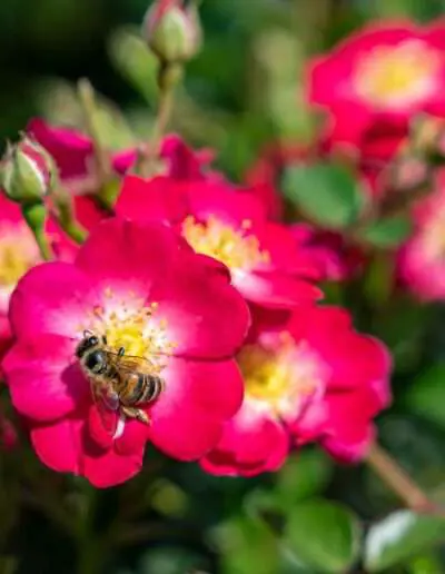 Bienenfreundliche Rosen – Zwergrose "Lupo"