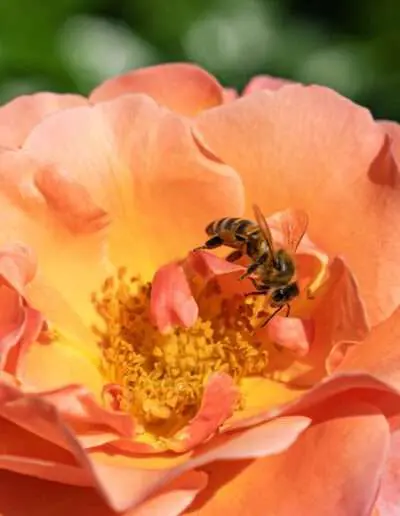 Gartenbaugruppe – Bienenfreundliche Beetrose "Marie Curie"