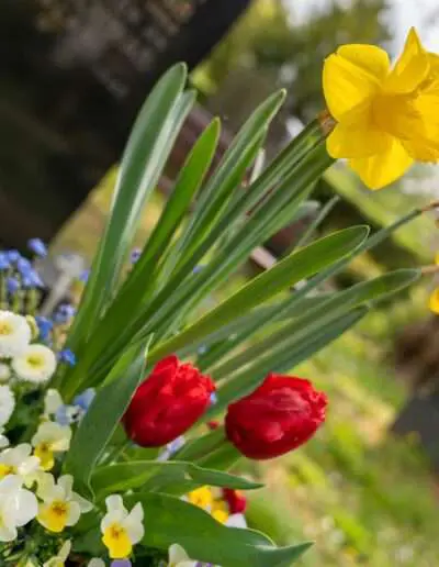 Dekorative Frühlingsblüher auf dem Friedhof