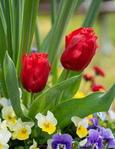 Grabbepflanzung im Frühling