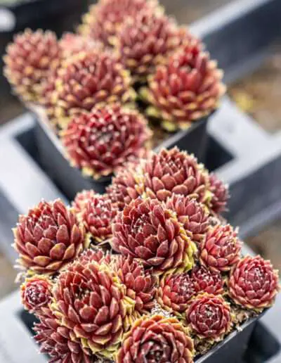 Zimmer Sukkulenten von Ihrem Gärtner