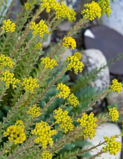 Steingartenstaude: Felsen-Fetthenne