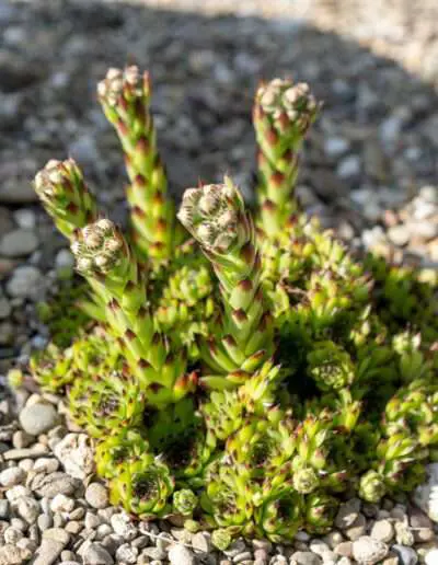 Sempervivum blüht: Hauswurz