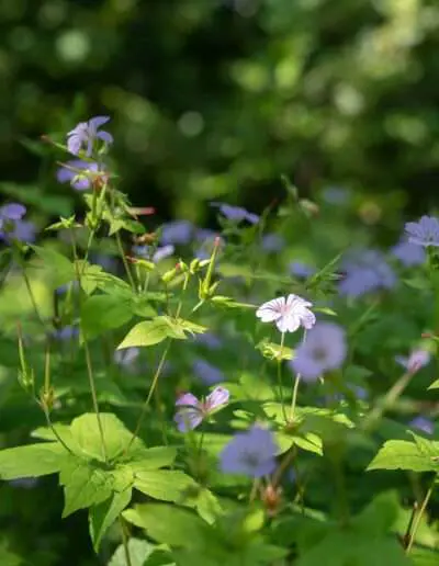 Mehr als nur Bodendecker: Storchschnabel