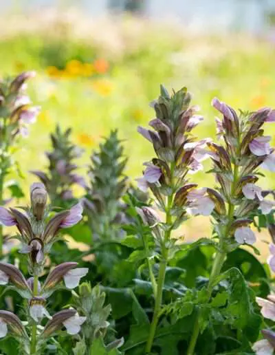 Sommerstaude: Balkan-Bärenklau