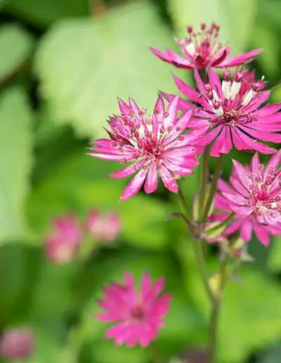 Sterndolde Pink: Astrantia major
