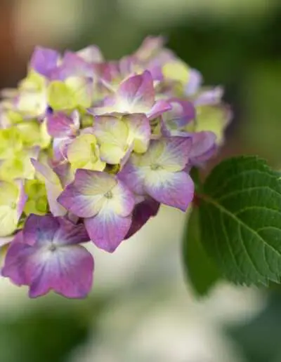 Qualitäts Hortensie aus Ihrer Gärtnerei