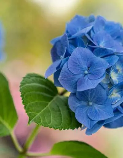 Blaue Hortensienblüte