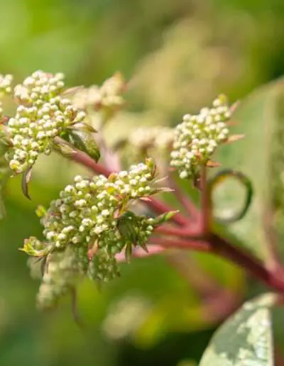 insektenfreundliche Rispenhortensie