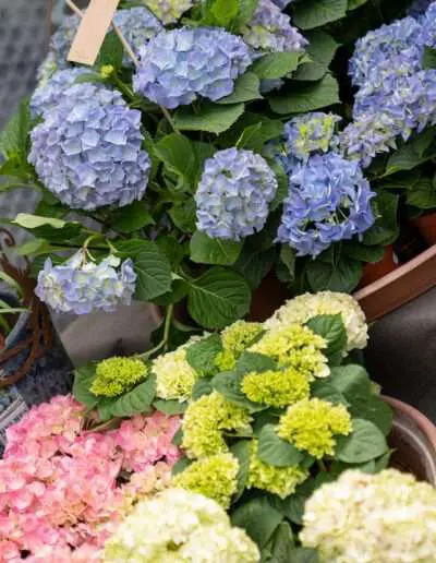 Hortensienvielfalt von der Gartenbaugruppe Würzburg