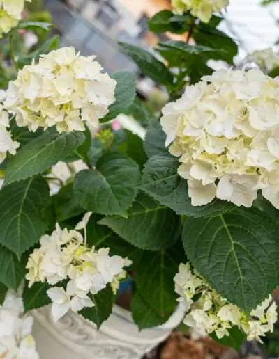 Dekorative weiße Hortensie im Kübel