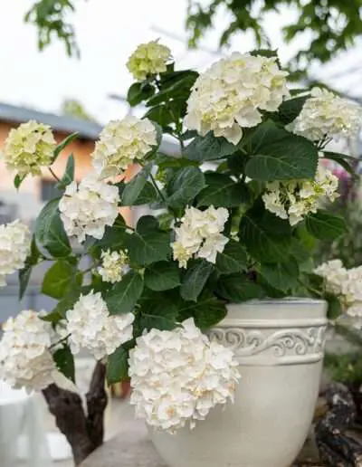Dekorative weiße Hortensie im Kübel