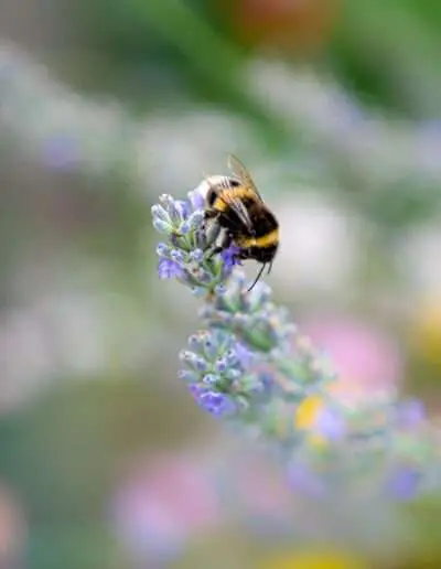 Hummel an Lavendelblüte