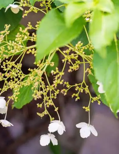 insektenfreundliche Blüten der Kletterhortensie