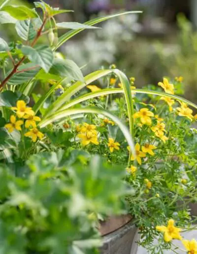 Bienenfreundliche Grab Pflanzschale mit Bidens