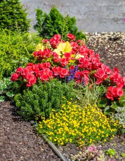 Sommerliche Grabbepflanzung von Ihrer Friedhofsgärtnerei