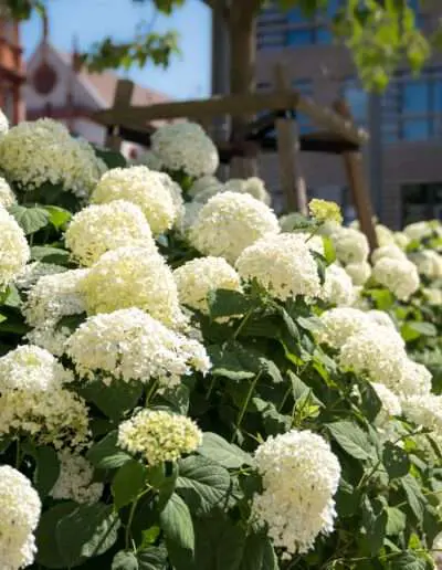 Üppig wachsende Schneeballhortensien