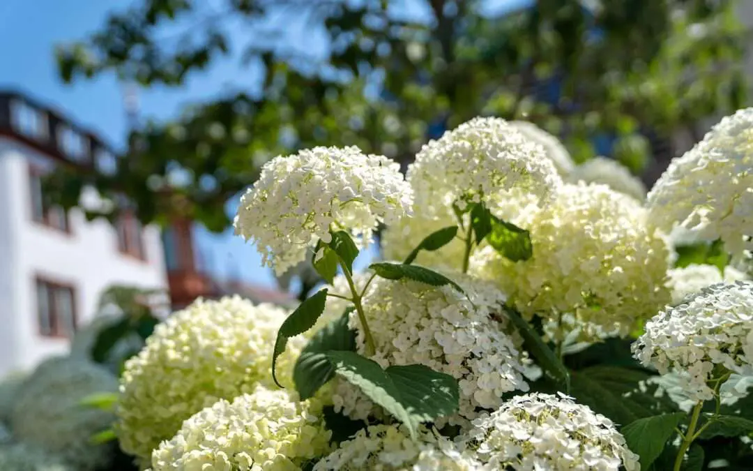 Prachtvolle Strauchhortensie - insektenfreundlich