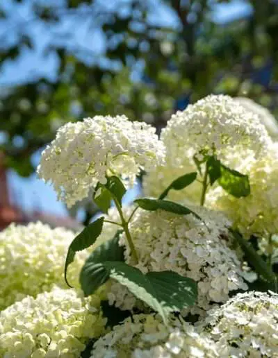 Prachtvolle Strauchhortensie - insektenfreundlich