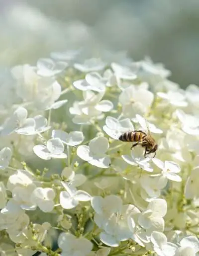 Insektenfreundliche Schneeballhortensie