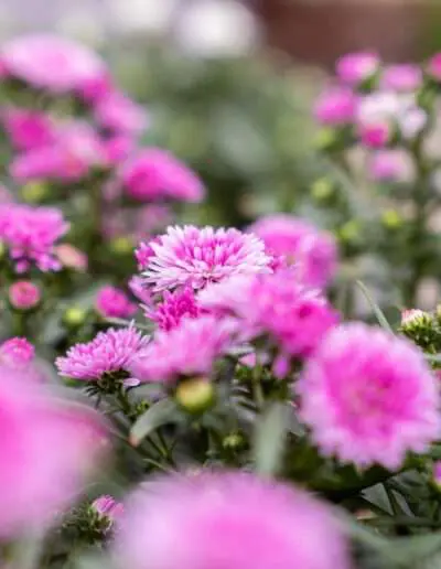 Leuchtende Astern im Herbst