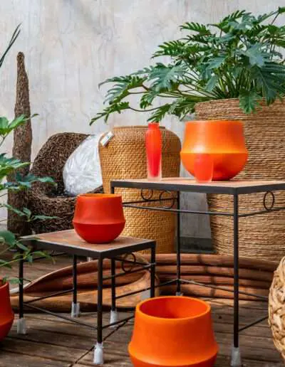 Große Auswahl, professionelle Beratung zum besten Standort für Ihre Zimmerpflanze