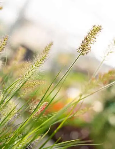 Dekorative Gräser lockern auf