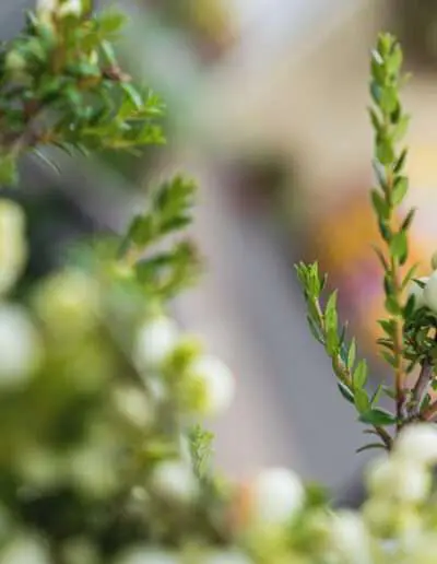 Myrte mit weißen Beeren