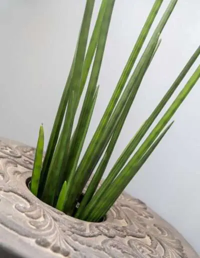 Sansevieria (Bogenhanf) sorgt für bessere Raumluft