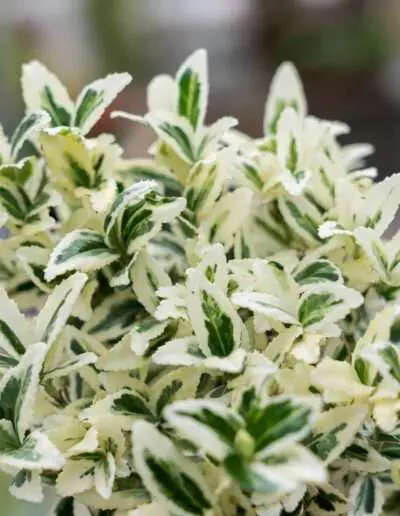 Kriechspindel Euonymus weiß-grün