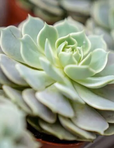 Sukkulente Echeveria