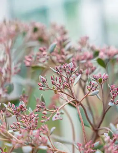 Zarte rosa Blüten im herbstlichen Feeling
