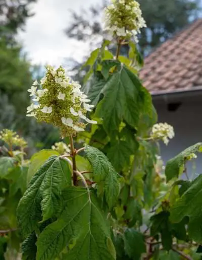 großer Rispenhortensien Strauch - insektenfreundlich