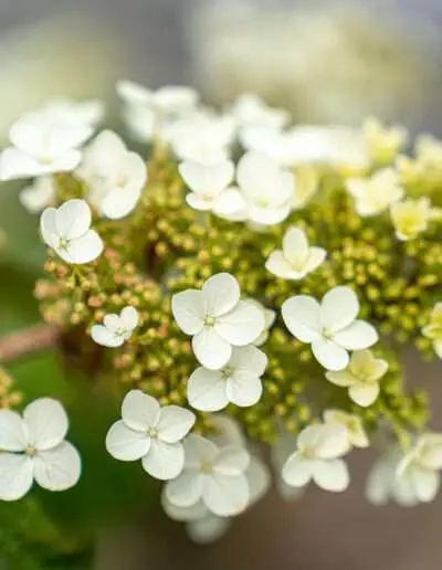 die Rispenhortensie ist insektenfreundlich