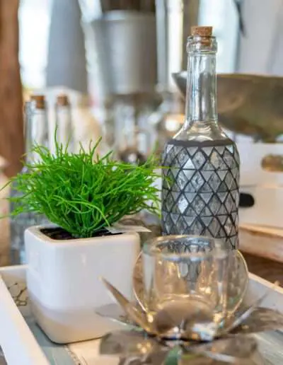 Der Binsenkaktus braucht wenig Licht