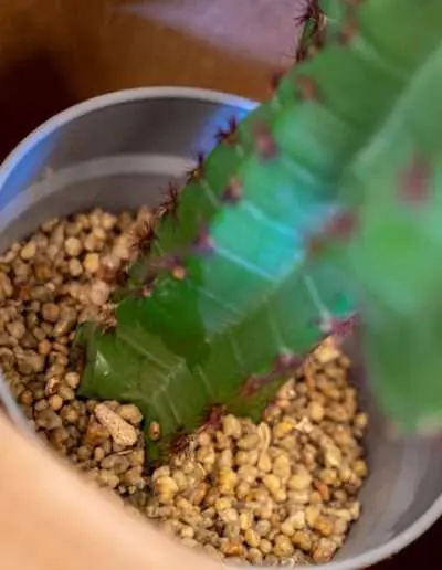 Optimale Substratmischung für Euphorbien