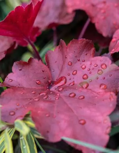 Heuchera Rot