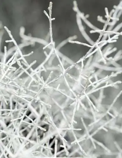 Silberkraut ist dekorativ