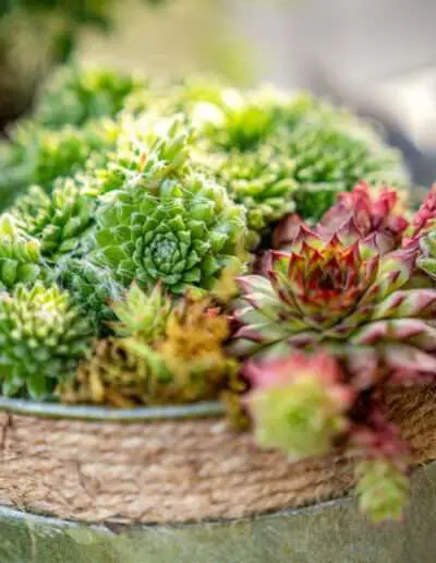 Dekorative Sukkulente für die Fensterbank