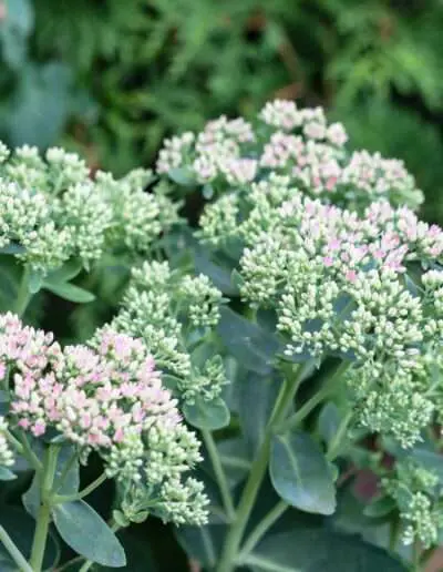 Herbstpflanzen – Fette Henne aus eigenem Anbau