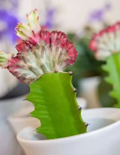 Spurge (Euphorbia Cristata)