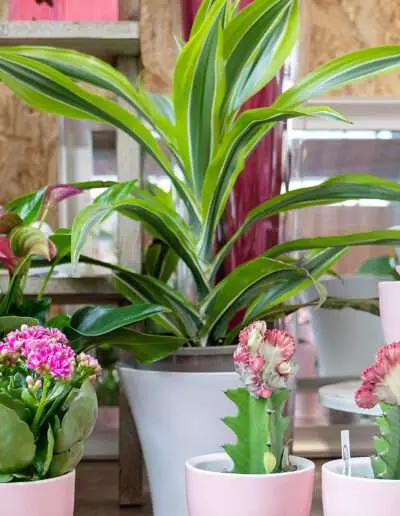 Zimmerpflanzen mit Drachenbaum